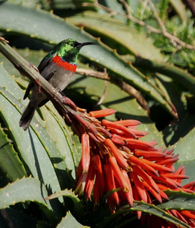 sun bird on aloe